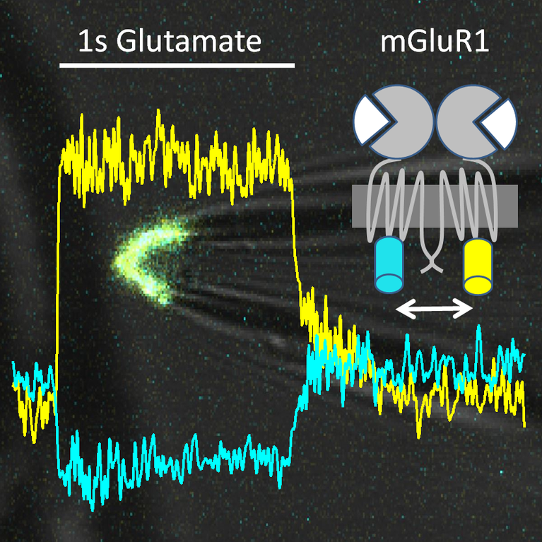 Der mGluR1-E-Sensor enthält CFP und YFP in der zweiten intrazellulären Schleife. Nach Ligandenbindung bewegen sich die beiden Untereinheiten näher zusammen, und es wird mehr Signal von CFP (Cyan) zu YFP (gelbe Kurve) übertragen.