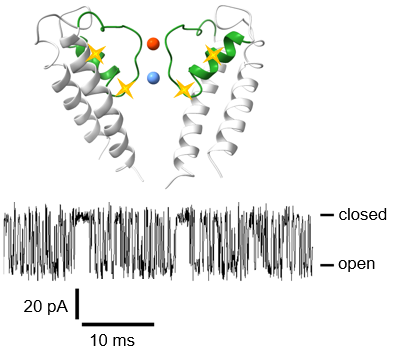 Structural model of a Kcv channel. Different ions (red/blue) bound in the selectivity filter (green) and mutations (yellow stars) modulate selectivity filter gating.

