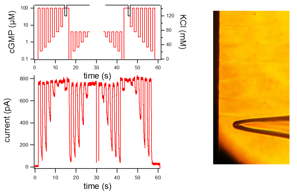 Left: Concentration clamp-protocol (upper pannel) and recorded currents (lower pannel). Note the internal solution exchange control (black).
Right: patchpipette in front of the application system. The width of each stream is 90µm.

