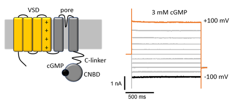 Left: Cartoon of one monomer of a CNG channel with the gating charges on S4 indicated. Right: Example of a current recording of bCNGA1. No significant voltage dependence can be observed.