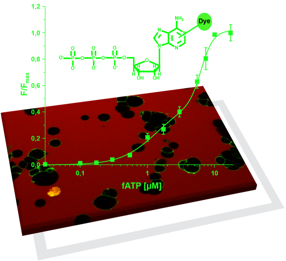 Binding of a fluorescent ligand to human P2X2-channel expressed in HEK cells