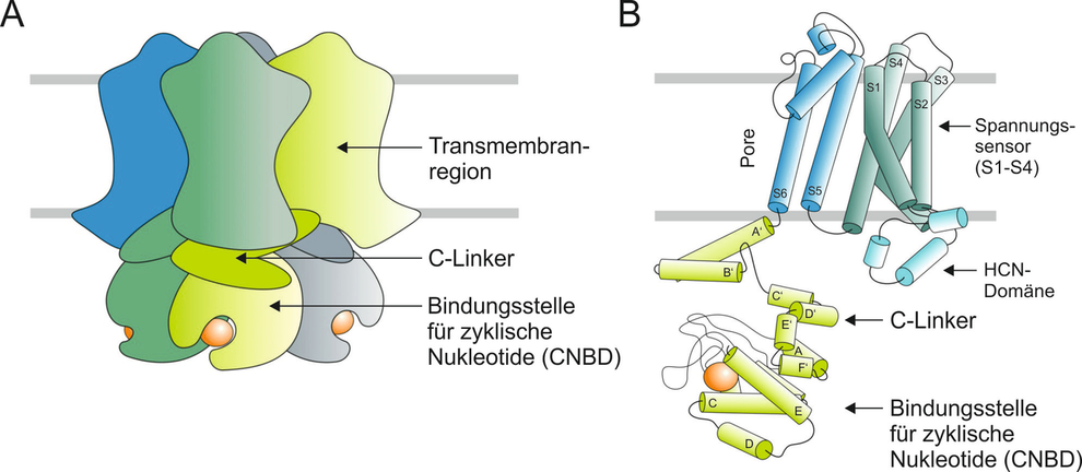 Schematische Darstellung CN-modulierter Ionenkanäle. 
(A) Schematische Darstellung eines CN-modulierten Ionenkanals mit vier Untereinheiten. Die Untereinheiten bilden eine zentrale kationenselektive Pore. Jeder homomere bzw. heteromere Kanal trägt vier intrazelluläre Bindungsstellen für zyklische Nukleotide (CNBD). 
(B) Schematische Darstellung einer HCN-Kanal-Untereinheit mit sechs Transmembrandomänen S1-S6. Die ionenleitende Pore mit dem Selektivitätsfilter wird im Wesentlichen von den Domänen S5 und S6 und dem verbindenden Linker gebildet. Die CNBD ist über den C-Linker mit dem C-terminalen Ende von S6 verbunden. 
