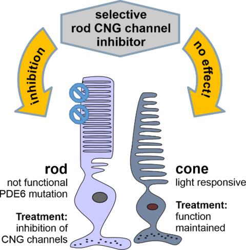 Strategy for a potential Retinitis pigmentosa therapy. Model for the effects of the selective CNG channel modulator on rod and cone photoreceptors from wt-retina. Selective inhibition of rod CNG channels by means of cGMP analogs or channel pore blockers should delay rod photoreceptor degeneration and consequently protect cone functionality. This strategy will first be tested on heterologously expressed retinal CNG channels and then, in collaboration with F. Paquet-Durand and W. Haq (University of Tübingen), on retinal explant cultures and mouse models for this disease