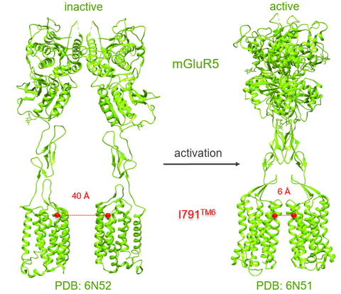 Activation of mGluRs starts after glutamate binds into the ligand-binding domain inducing conformational changes that are transmitted through the cysteine-rich domain and end at the transmembrane domain activating the receptor and transmitting the signal inside the cell through g-proteins. Activation of mGluRs is associated with the moving of both subunits toward each other 
(Mercaggi et al. 2009, Hlavackova et al. 2012, Grushveskyi et al. 2019).