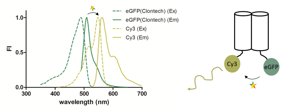 Links sind Anregungs- und Emissionsspektren für ein typisches FRET Paar dargestellt. FI = Fluoreszenz-Intensität . Das Emissionsspektrum grün fluoreszeierenden Proteins eGFP überlappt mit dem Anregungsspektrum von Cy3. eGFP kann daher als FRET Donor agieren und Emissionsenergie auf Cy3 übertragen. Rechts zeigt ein Schema zwei Proteine, welche mit jeweils Cy3 oder eGFP markiert wurden. Wenn die Proteine miteinander interagieren kommen die Fluorophore sich nahe genug, um FRET zu ermöglichen, was sich dann durch steigende Fluoreszenz des Akzeptors Cy3 bemerkbar macht. 