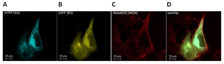 COS cells expressing mTFP-labelled hCNGA3 (A, blue) and eYFP-labelled hCNGB3 subunits (B, yellow). The membrane was stained with an WGA-Alexa Fluor 633 (C, red). D) Overlay of all three confocal channels.