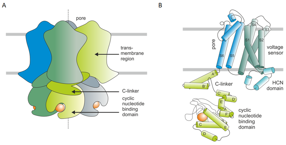 Schematische Darstellung CN-modulierter Ionenkanäle. (A) Schematische Darstellung eines CN-modulierten Ionenkanals mit vier Untereinheiten. Die Untereinheiten bilden eine zentrale kationenselektive Pore. Jeder homomere bzw. heteromere Kanal trägt vier intrazelluläre Bindungsstellen für zyklische Nukleotide (CNBD). 
(B) Schematische Darstellung einer HCN-Kanal-Untereinheit mit sechs Transmembrandomänen S1-S6. Die ionenleitende Pore mit dem Selektivitätsfilter wird im Wesentlichen von den Domänen S5 und S6 und dem verbindenden Linker gebildet. Die CNBD ist über den C-Linker mit dem C-terminalen Ende von S6 verbunden.
