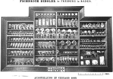 1893 präsentierte sich das „Atelier für wissenschaftliche Plastik Friedrich Ziegler“ auf der Weltausstellung in Chicago. Im gleichen Jahr veröffentlichte Ziegler dieses Foto in seinem Katalog „Prospectus über Embryologische Wachsmodelle“.