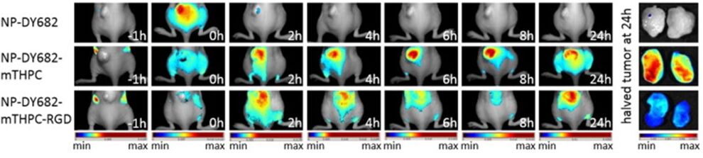 Figure 1. Enrichment of three different nanoparticle formulations into tumors. Representative composite macroscopic near infrared fluorescence and light pictures of the back of mice bearing CAL-27 tumors. From Haedicke et al. 2015, Acta Biomaterialia 14, 197. 