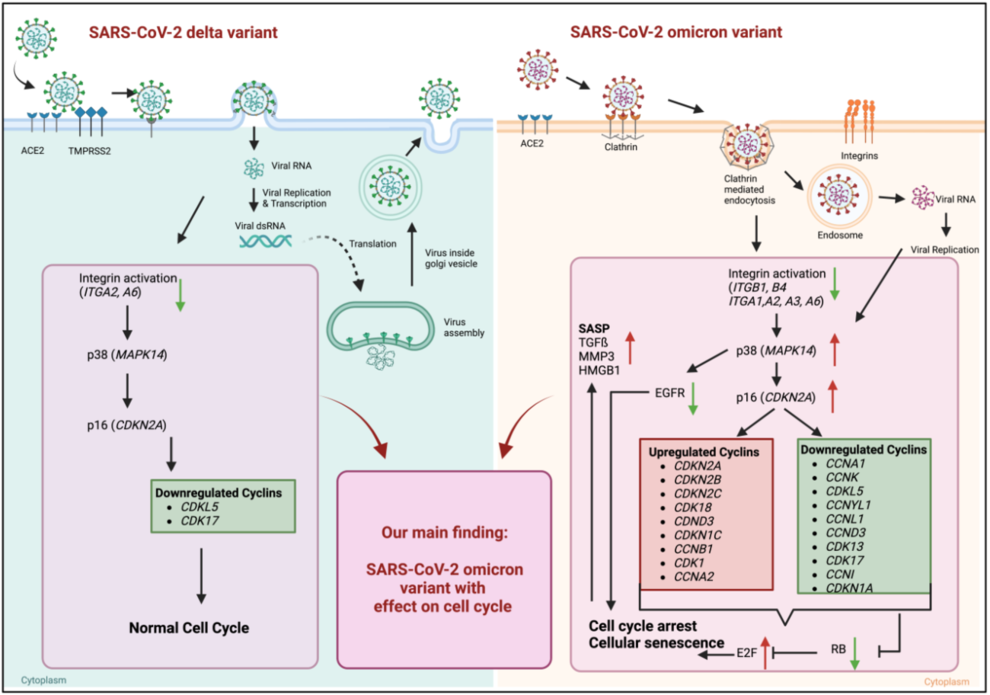 Hornung, F., et al., Uncovering a unique pathogenic mechanism of SARS-CoV-2 omicron variant: selective induction of cellular senescence. Aging (Albany NY), 2023. 15(23): p. 13593-13607.