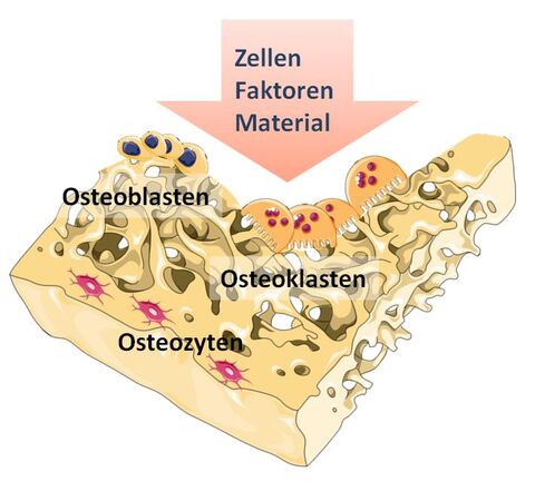 Vereinfachte Darstellung der an der Knochenregeneration beteiligten Zellen und beeinflussender Faktoren. Osteblasten: Knochenaufbau Osteoklasten: Knochenabbau Osteozyten: Homeostase CC: smart.servier.com mit Modifikationen 