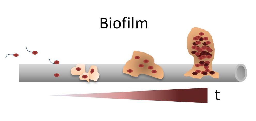 Bildung eines Biofilms auf einem Implantat