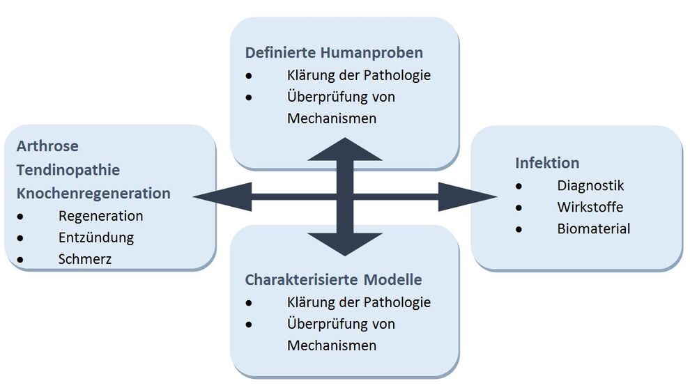 In unseren Forschungsprojekten streben wir  an, möglichst nah am klinischen Problem zu arbeiten und verwenden daher definiertes humanes Material und charakterisierte in vitro und in vivo Modelle. 

