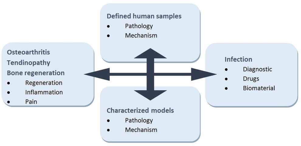 In our research projects, we strive to work as close as possible to the clinical problem and therefore use defined human material and characterized in vitro and in vivo models.. 

